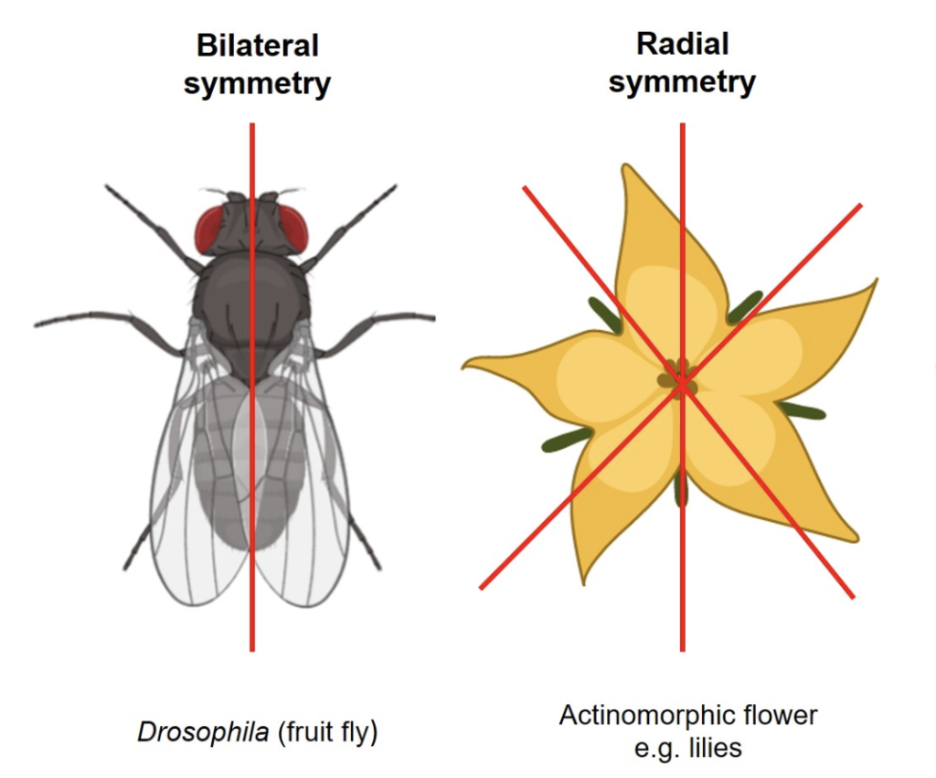 Diagram illustrating two types of symmetry: bilateral and radial, using examples of a fruit fly and a flower. Each example is overlaid with red lines indicating symmetry axes, highlighting one axis for bilateral and multiple axes for radial.
