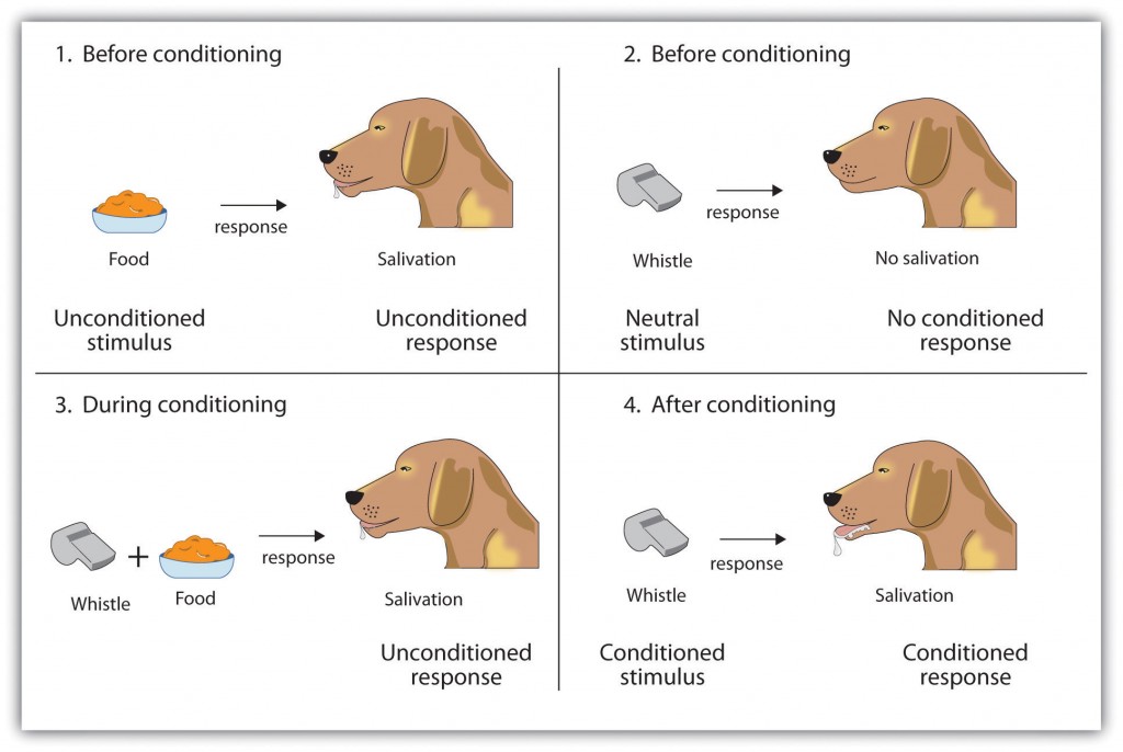 4 panel dog conditioned with sound