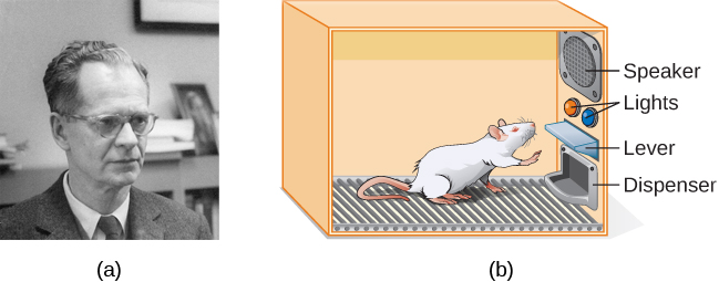 Rat in a box with speaker, lights, lever, and food dispenser.