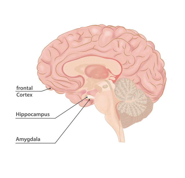 Anatomy of a brain