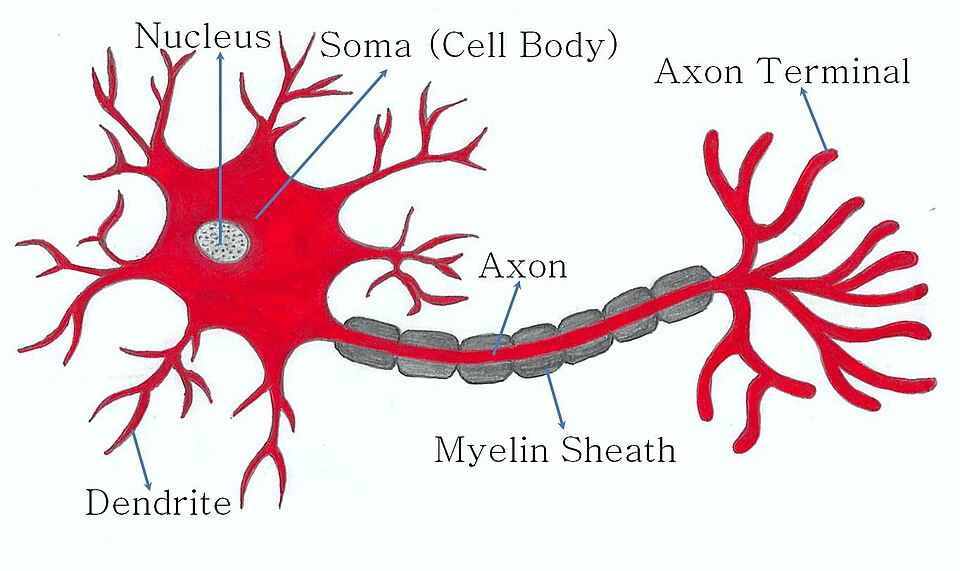 Neuron struture