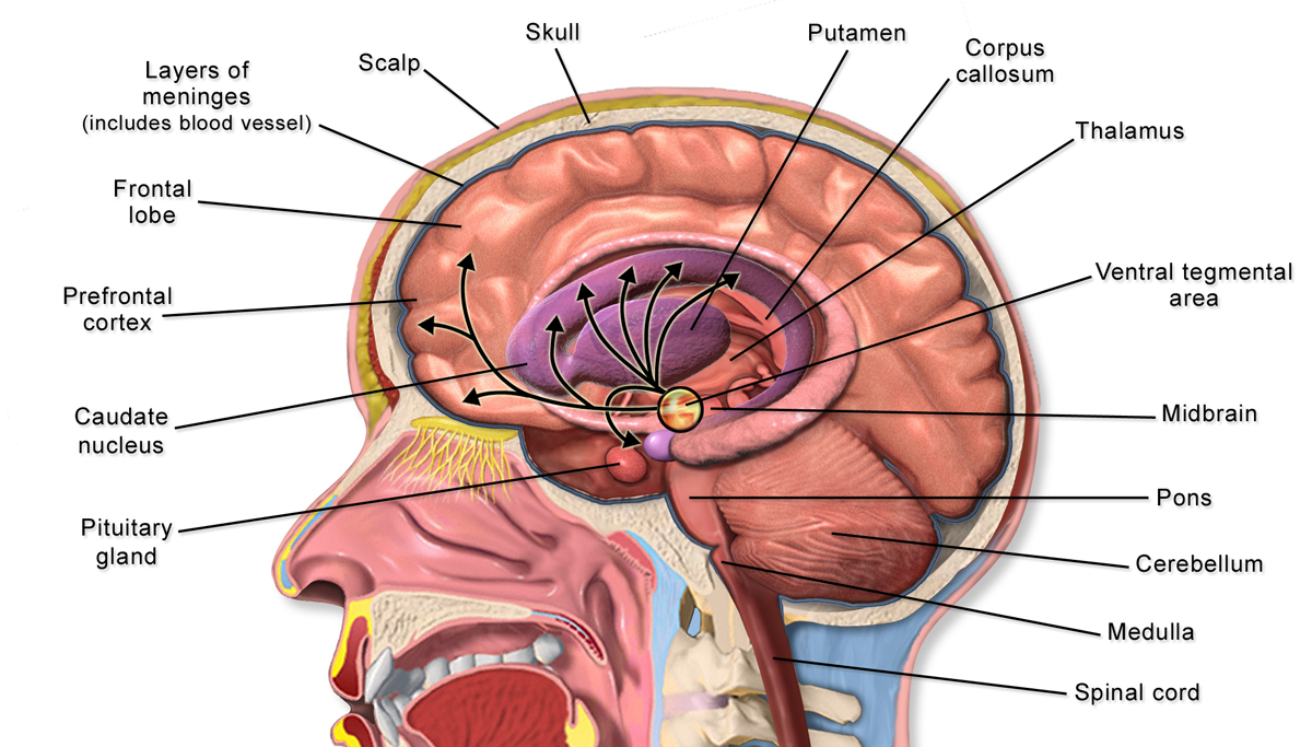 Human brain anatomy labeled