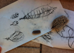 White paper sketch of an item found in nature