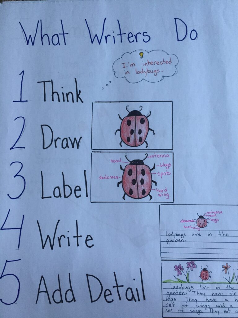 Hand-drawn poster titled "What Writers Do," illustrating steps including Think, Draw, Label, Write, and Add Detail with a focus on ladybugs.