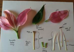 Flower parts laid out on white paper and labeled