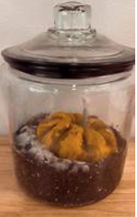 Pumpkin decomposing in a jar