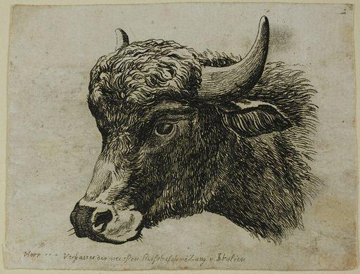 A detailed black and white etching of a bison's head facing left, showcasing textured fur and prominent curved horns. The artwork emphasizes intricate line work to depict the animal's facial features and fur patterns, with handwritten text below the drawing.