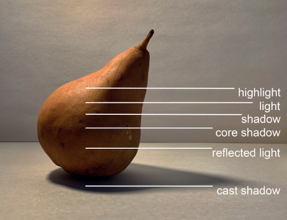 Photograph of a pear with labeled lighting effects illustrating highlight, light, shadow, core shadow, reflected light, and cast shadow. Labels use white lines pointing to corresponding areas on the pear and its shadow, demonstrating light interaction and shading concepts.
