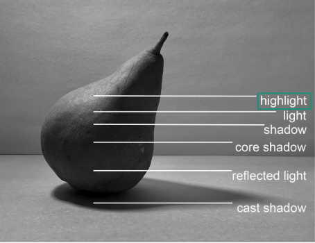Black and white photograph of a pear with labeled light and shadow areas to illustrate lighting concepts. Labels include highlight, light, shadow, core shadow, reflected light, and cast shadow, showing how light interacts with the pear and its surroundings.