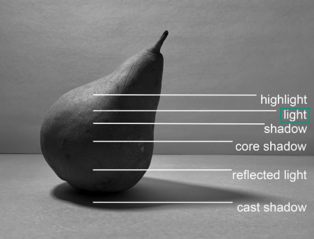 Black and white photograph of a pear with labeled lighting effects demonstrating different shading techniques. Labels identify highlight, light, shadow, core shadow, reflected light, and cast shadow, illustrating light interaction on the pear's surface.