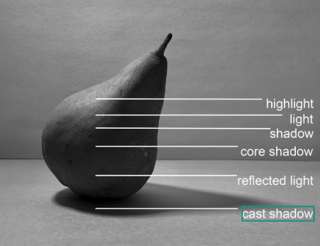 Black and white photograph of a pear with labeled lighting effects, illustrating different light and shadow areas for artistic or educational purposes. Labels include highlight, light, shadow, core shadow, reflected light, and cast shadow, showing how light interacts with the pear's surface and surrounding space.