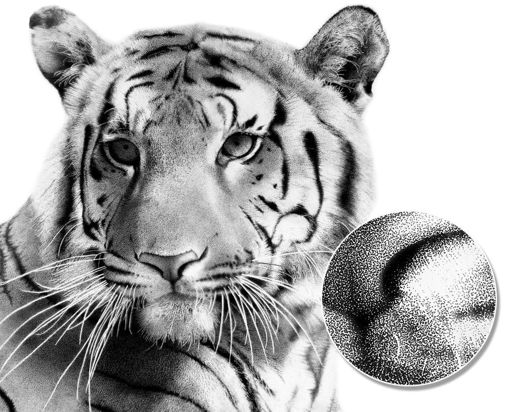 Photograph of a tiger's face with a circular close-up inset highlighting detailed fur texture using a stippling technique. The black and white image emphasizes the tiger's eyes, whiskers, and striped pattern, showcasing intricate artistic shading and dot work.