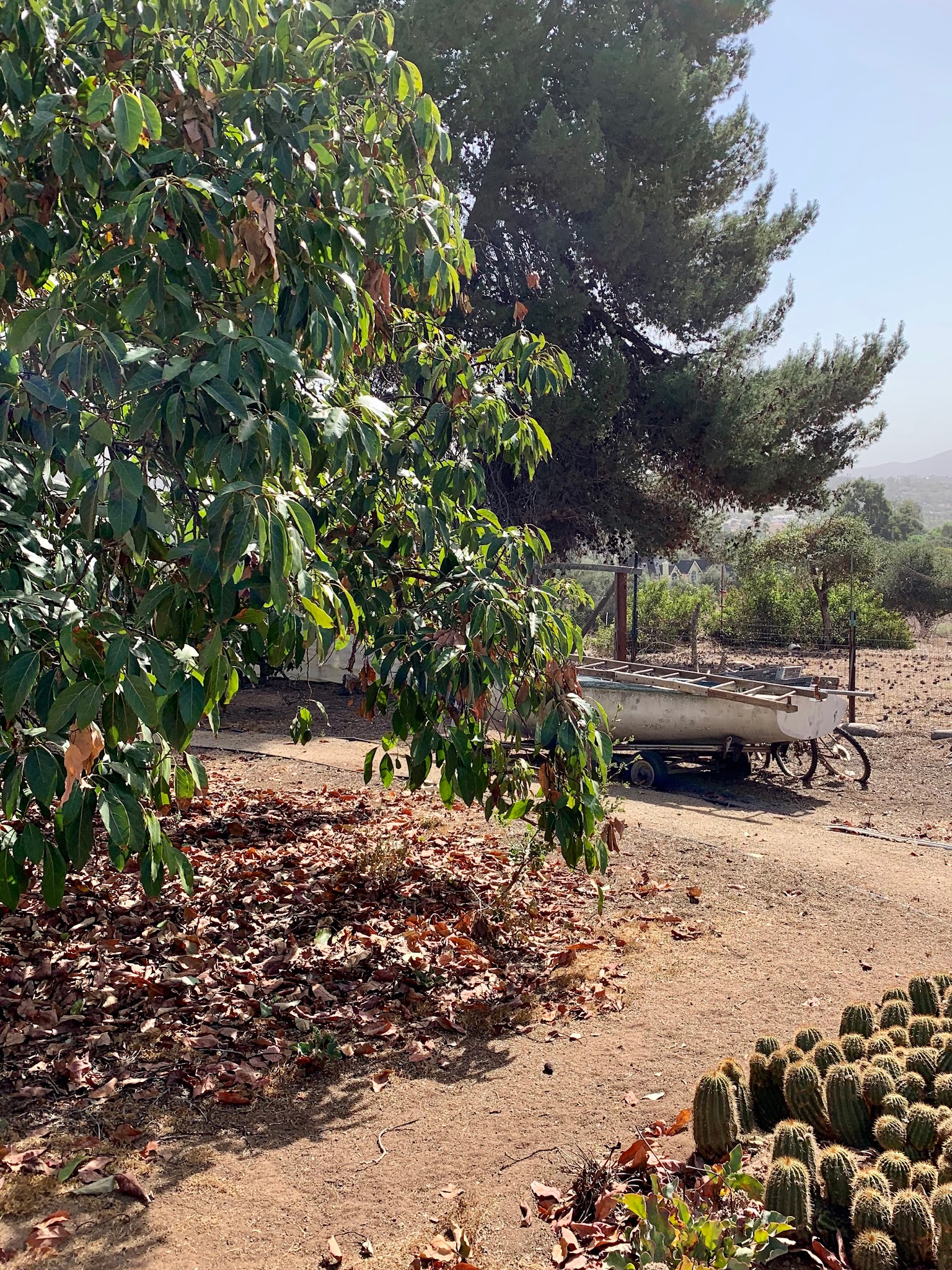 Photograph of an outdoor garden area featuring a leafy tree with some brown leaves, a patch of small round cacti in the foreground, and a white boat near a wire fence in the background. The scene shows dry soil with scattered fallen leaves and a large pine tree providing shade, suggesting a dry or semi-arid environment.