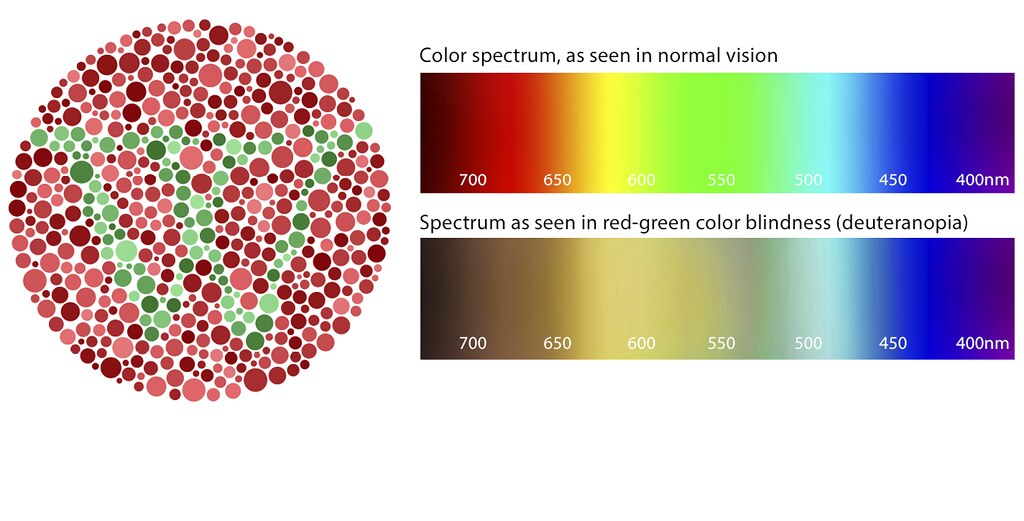 Color blindness test plate with red and green dots forming a shape demonstrates how individuals with normal vision distinguish colors. Two horizontal color spectrums below compare normal vision's vibrant gradient from red to violet with muted, brownish tones seen in red-green color blindness (deuteranopia).