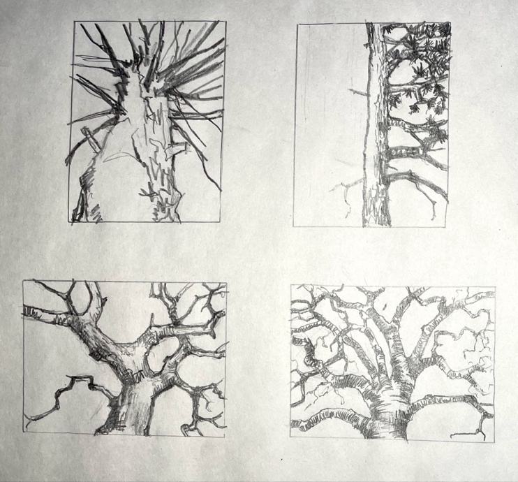 Four pencil sketches of tree branches are arranged in a 2x2 grid, each showing different perspectives and branching patterns. The drawings emphasize varying textures and angles, with some sketches focusing on upward views and others on horizontal spreads, highlighting intricate branch structures.