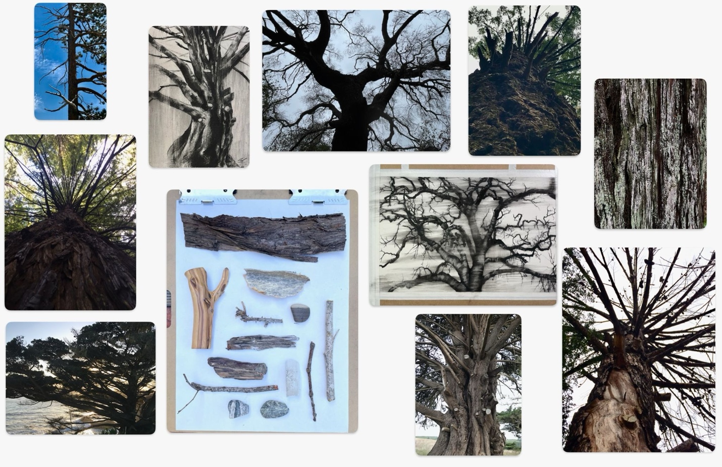 A collage of photographs and sketches showcasing various perspectives of tree trunks and branches, emphasizing textures and shapes. Central panel displays arranged tree bark and wood fragments, while surrounding images highlight upward views of trees with sprawling branches against sky backgrounds.