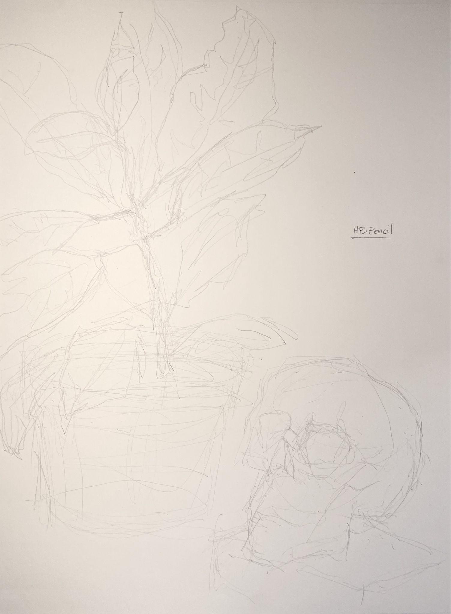 A pencil sketch showing a potted plant with large leaves on the left and a human skull on the right, both drawn with light, delicate lines. The drawing includes minimal shading and a small handwritten label "HB Pencil" near the skull, indicating the drawing tool used.
