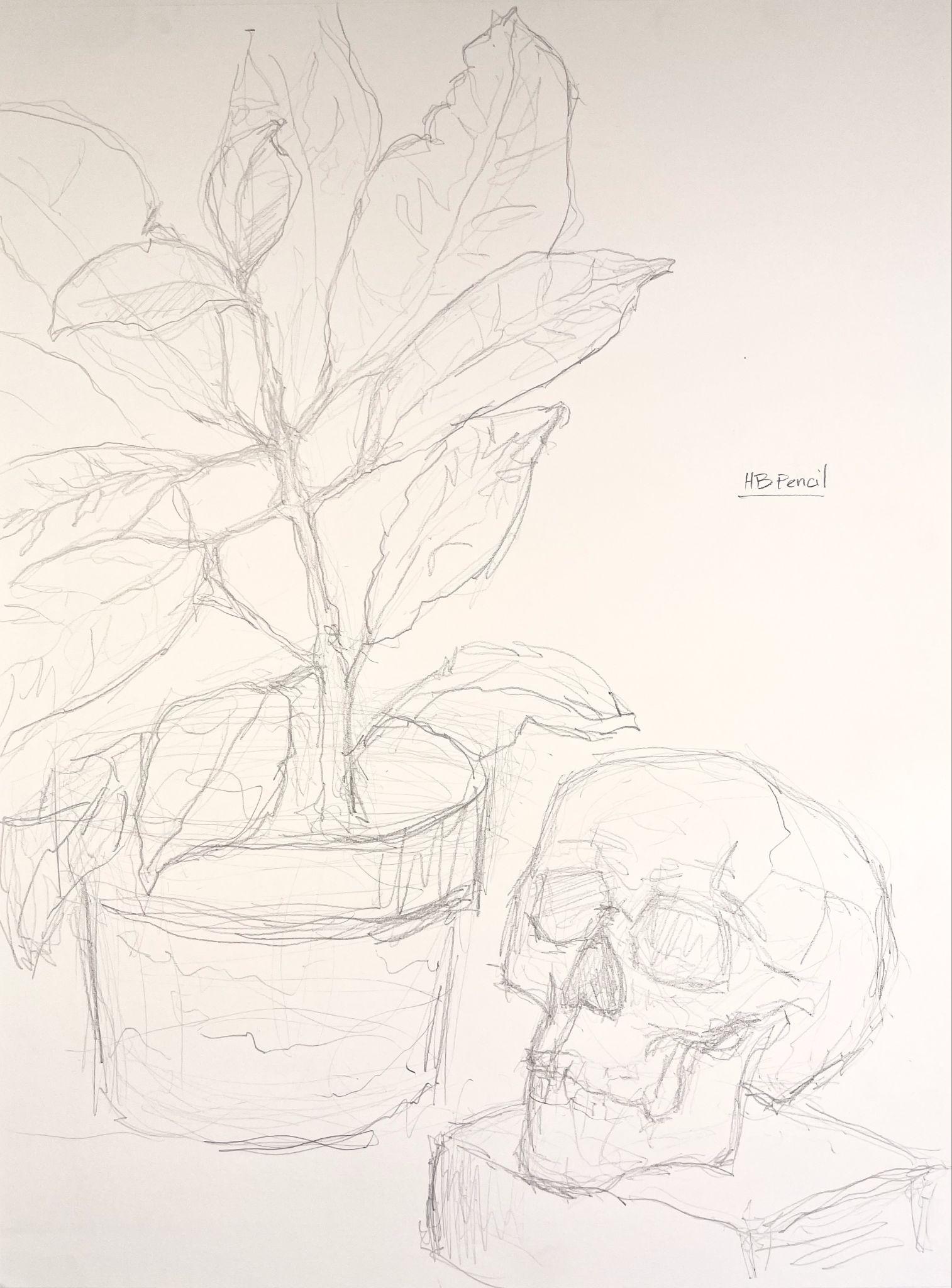 Pencil sketch depicting a potted plant with large leaves next to a human skull resting on a rectangular block. The drawing features light, detailed line work with shading to suggest texture and depth, highlighting contrast between organic and anatomical elements.