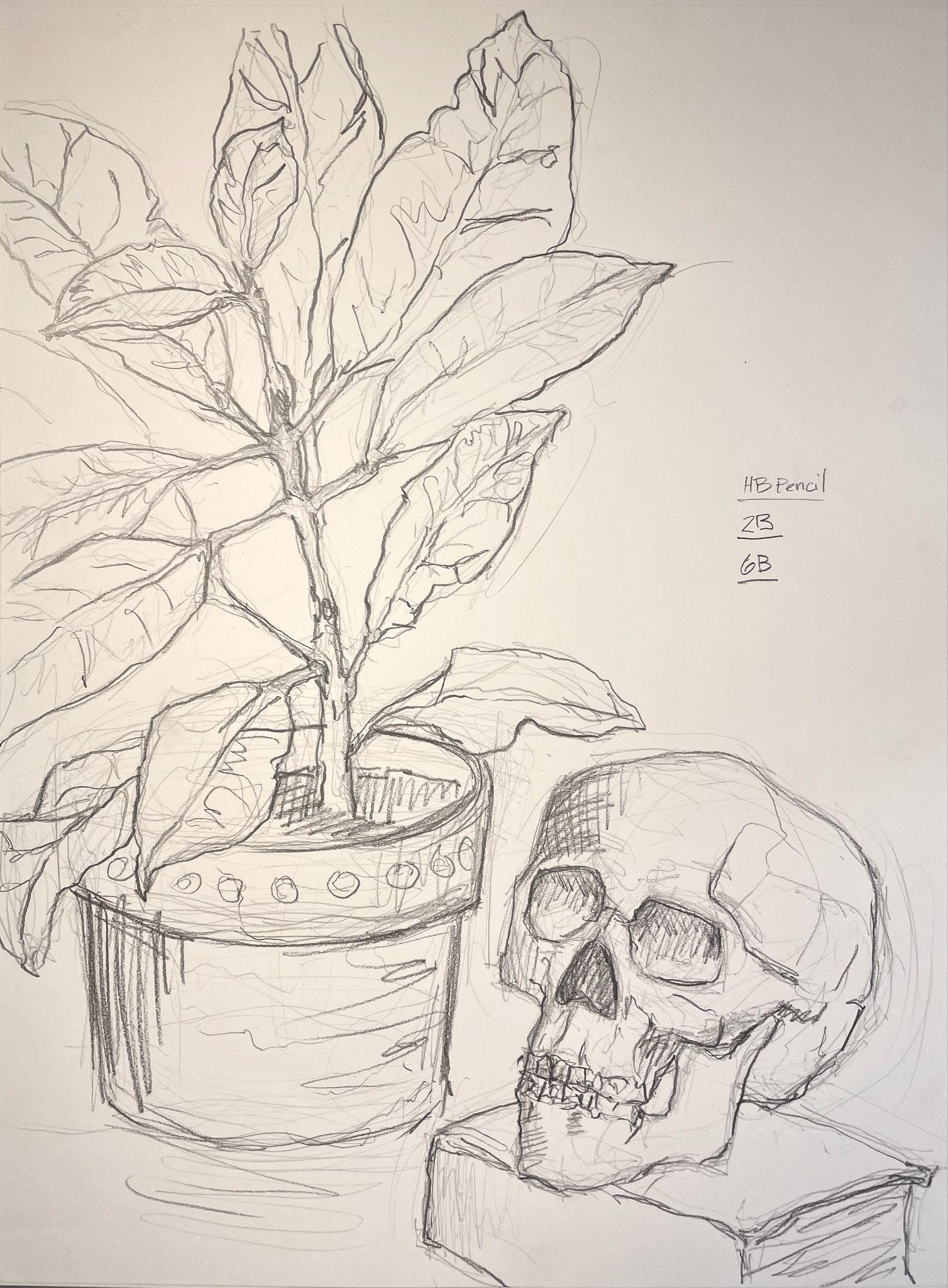 Pencil sketch of a potted plant with large leaves next to a human skull resting on a book. Drawing includes shading details and a small key indicating pencil types used: HB pencil, 2B, and 6B.