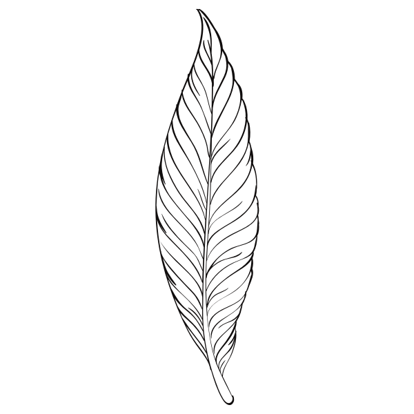 A black and white line drawing of a single elongated leaf with visible veins running from the central stem to the edges. The illustration highlights the leaf's slender shape and detailed vein pattern for botanical or artistic purposes.