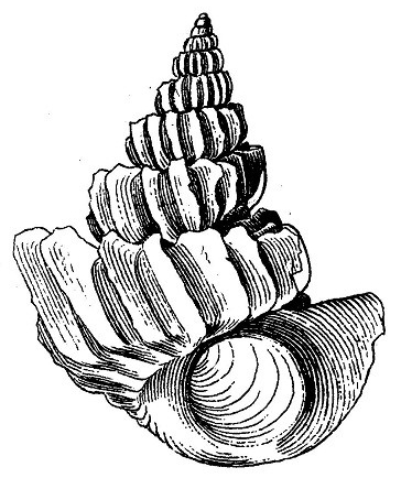 A black and white line drawing of a spiral seashell with multiple ridges and layered sections. The illustration highlights detailed textures and contours of the shell's structure, emphasizing its natural form and complexity.