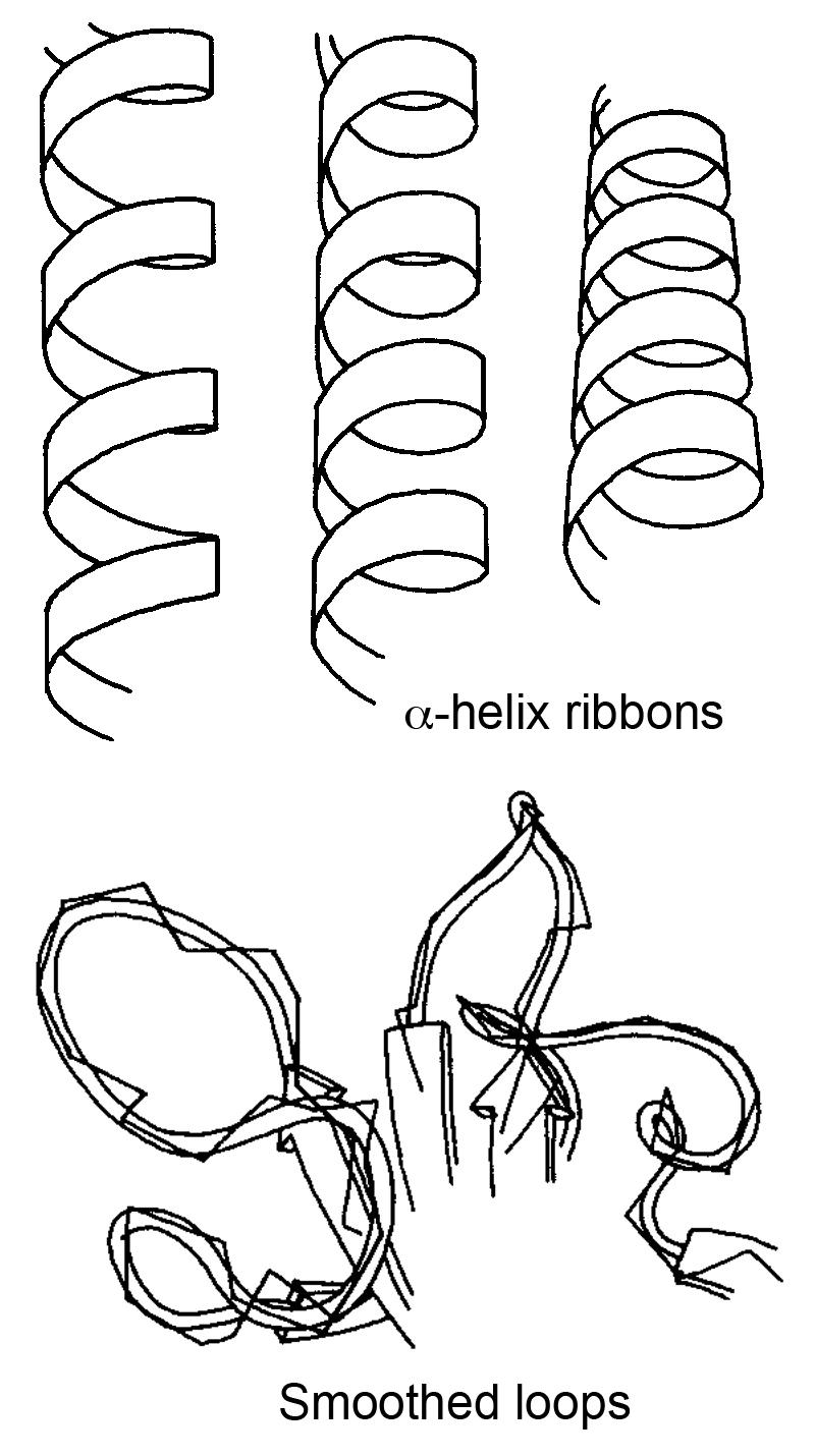 Diagram showing two types of protein secondary structures: alpha-helix ribbons and smoothed loops. Drawing features clean lines and lines that uniform in width and character.