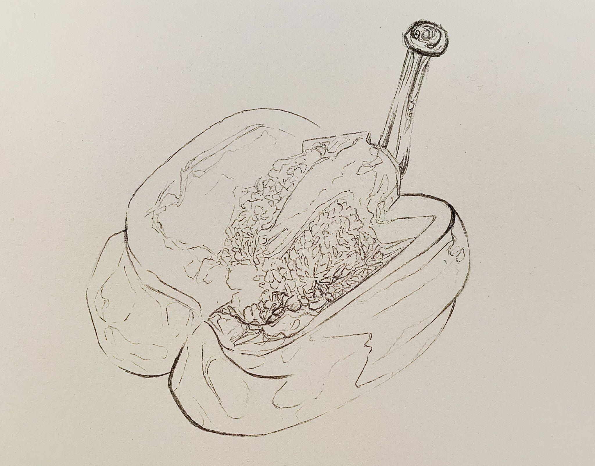 A detailed pencil sketch of a halved pepper with a large seed and a stem attached to one half. The drawing highlights texture and internal structure with fine lines and shading.