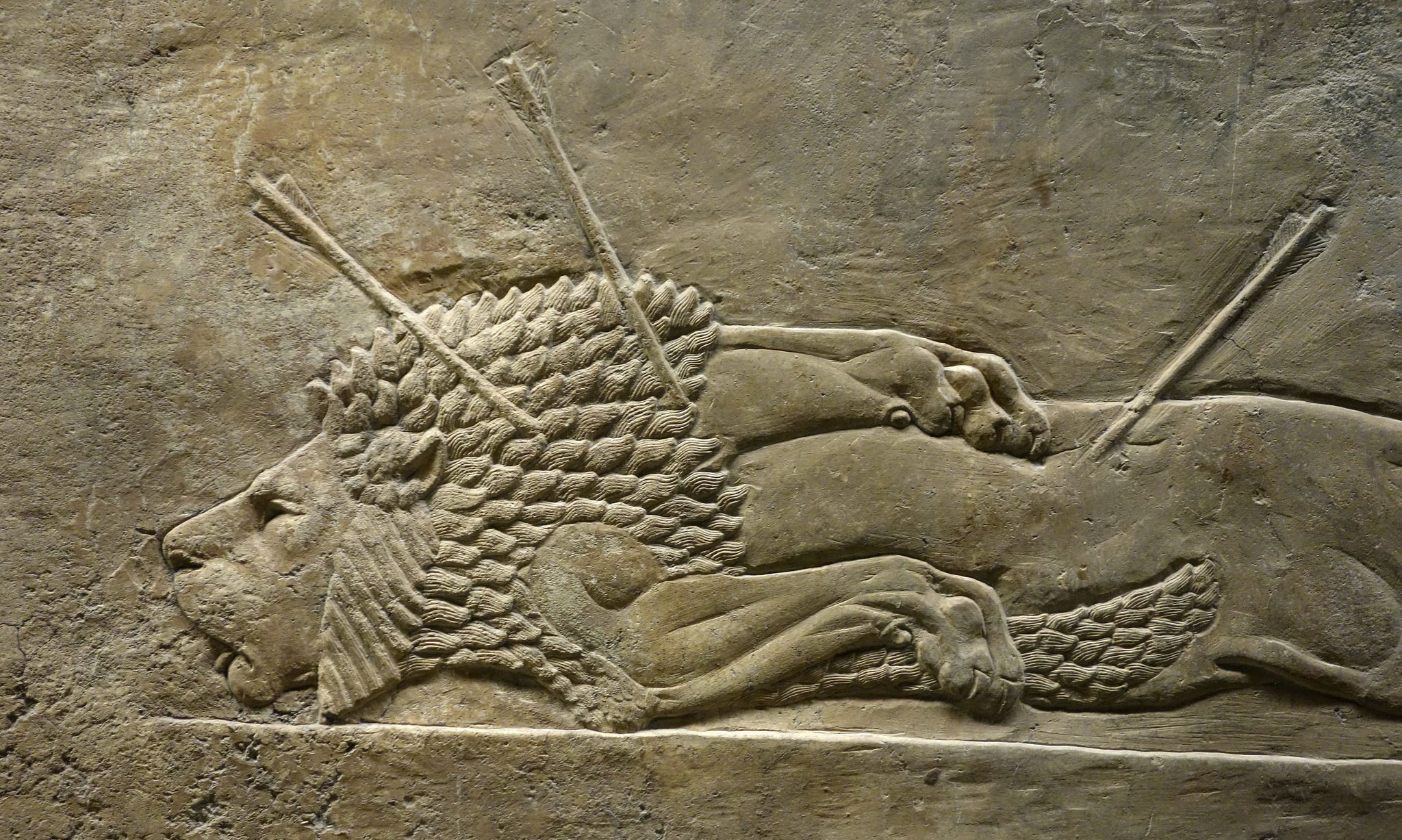 Lion pierced with arrows (detail), Lion Hunts of Ashurbanipal bas-relief carving depicts a lion pierced by multiple arrows, symbolizing struggle or defeat. Carving features detailed mane texture and muscular limbs, highlighting artistic skill and emotional intensity.