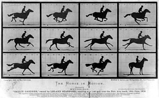 A black-and-white photographic sequence showing a horse and rider in various stages of galloping, arranged in a grid of twelve frames. This historical study captures motion progression, highlighting the horse's leg positions and rider's posture at different moments during the gallop.