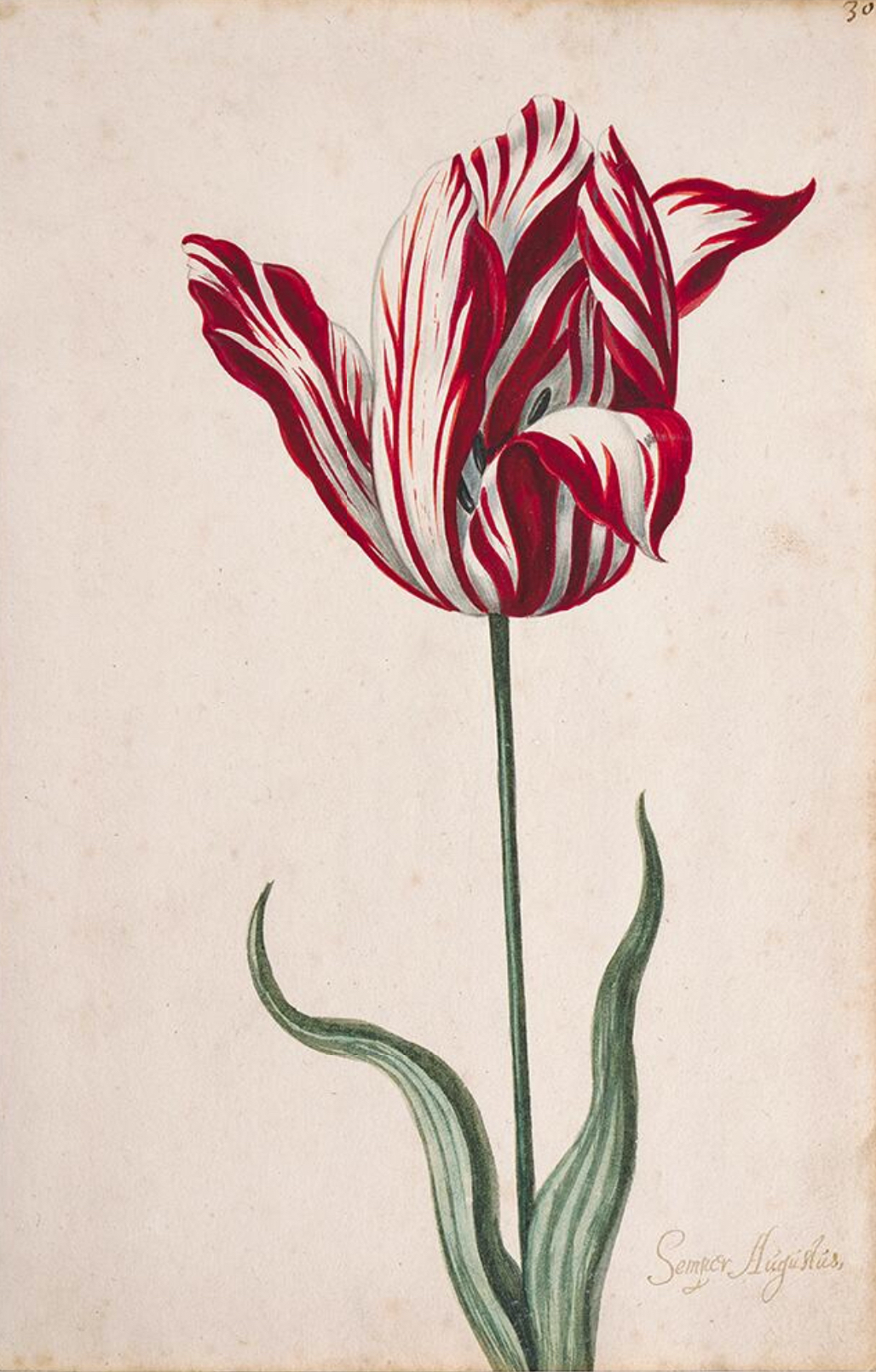 A botanical illustration of a single tulip with red and white striped petals and two green leaves extending from a slender stem. The artwork features fine detailing and shading, highlighting the flower's texture and natural form against a plain background.