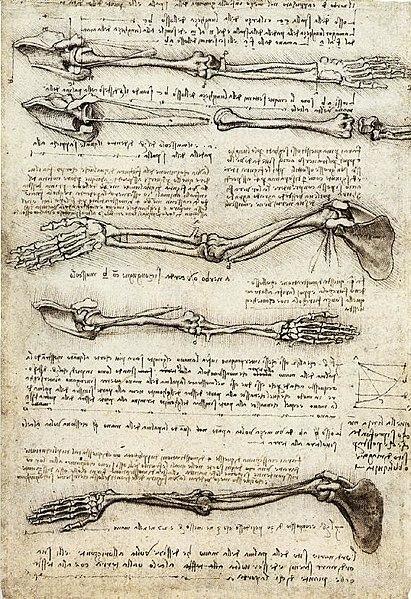 Sketches of arm bones by Da Vinci.