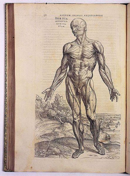 One of Vesalius's anatomical drawings, depicting the musculature of a man.