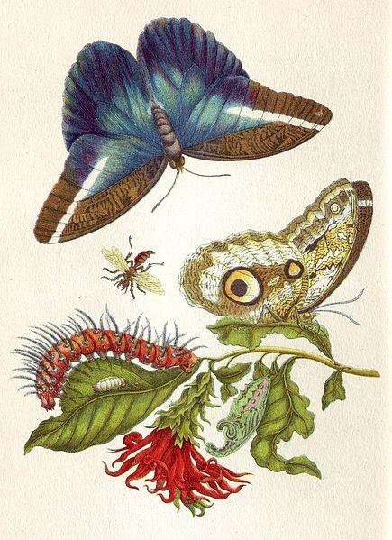 One of Marian's illustrations, with lifelike depictions of insects.